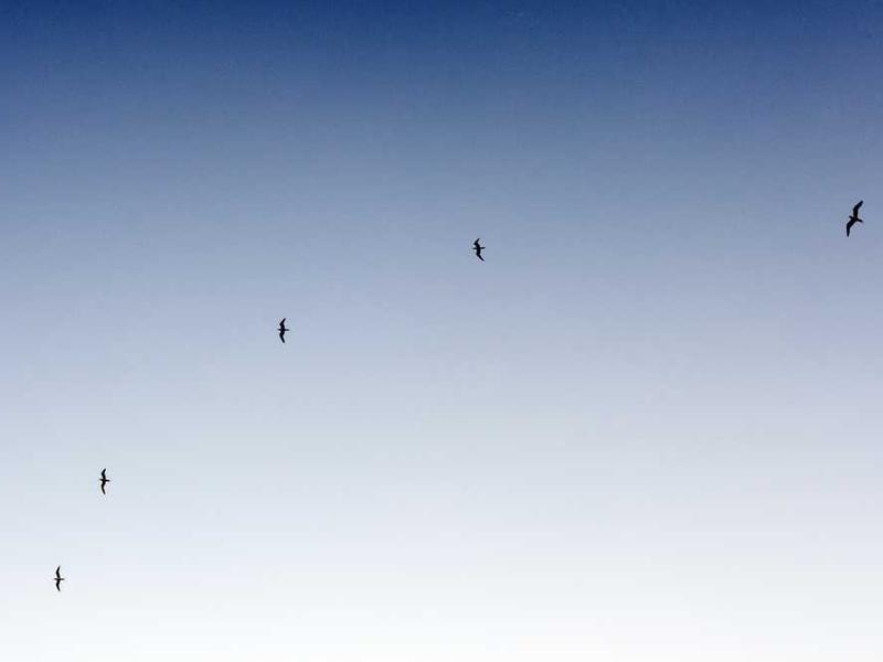 Why Premium ACP Brands Outperform Local Alternatives